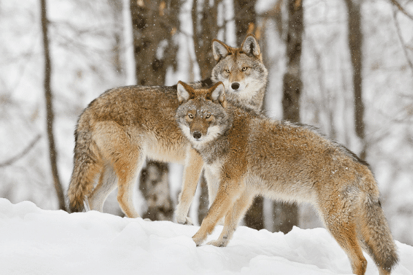 coyote-hiver-parc-omega