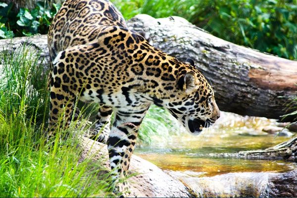jaguar-center-costa-rica