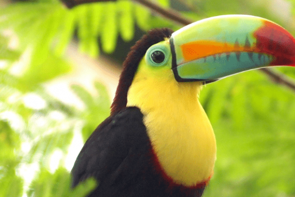 la-magie-du-costa-rica-toucan
